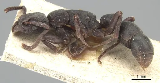 Platythyrea pilosula - CASENT0903803