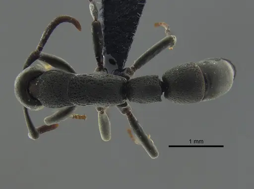 Platythyrea pilosula - CBUMAGENT41670
