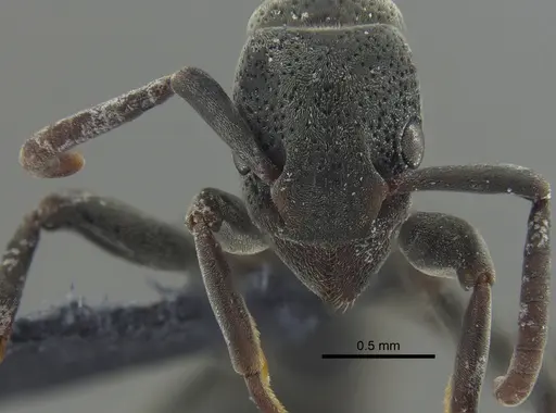 Platythyrea pilosula - CBUMAGENT41670