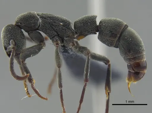 Platythyrea pilosula - CBUMAGENT41670