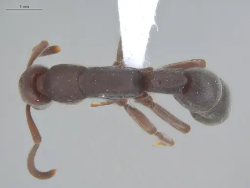 Platythyrea pilosula - ECOFOG-IT14-0443-08