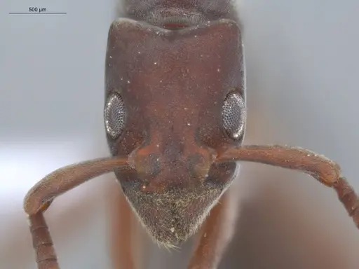 Platythyrea pilosula - ECOFOG-IT14-0443-08