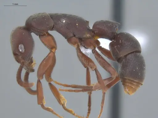 Platythyrea pilosula - ECOFOG-IT14-0443-08