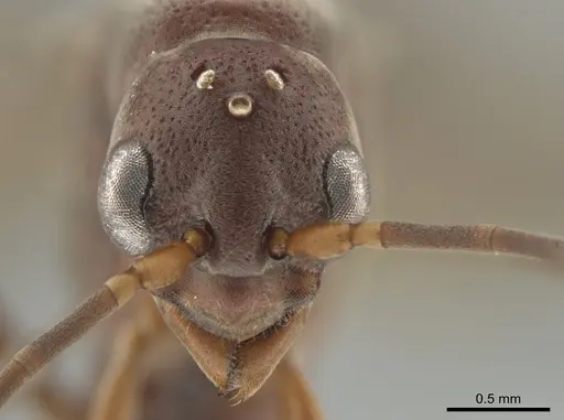 Platythyrea prizo specimen