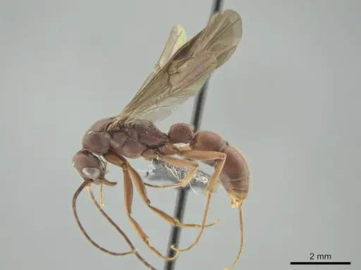Platythyrea prizo specimen