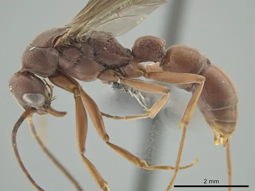 Platythyrea prizo - CASENT0649090