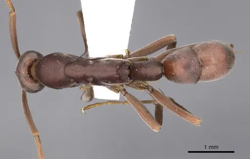 Platythyrea prizo - CASENT0900576