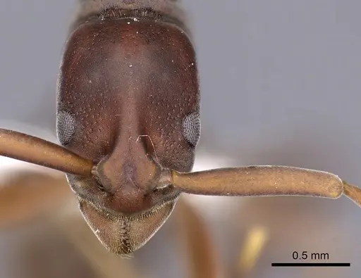 Platythyrea prizo - CASENT0900576