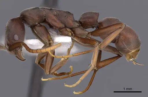 Platythyrea prizo - CASENT0900576