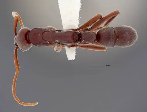 Platythyrea prizo - FMNHINS0000050334