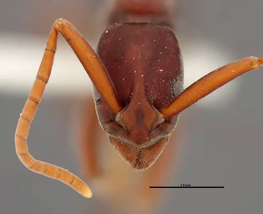 Platythyrea prizo - FMNHINS0000050334