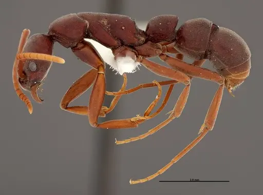 Platythyrea prizo - FMNHINS0000050334