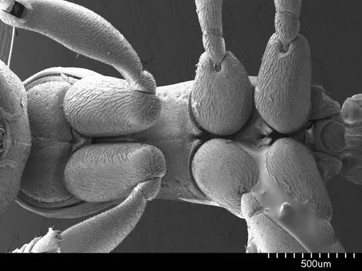 Platythyrea punctata specimen