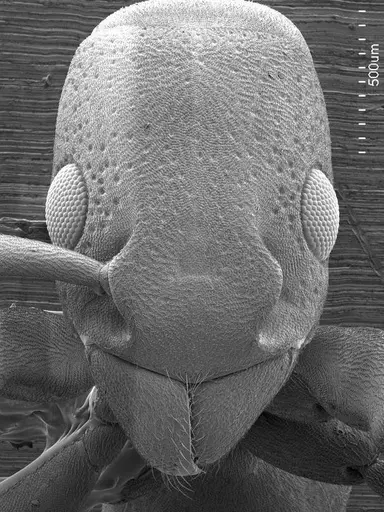 Platythyrea punctata specimen