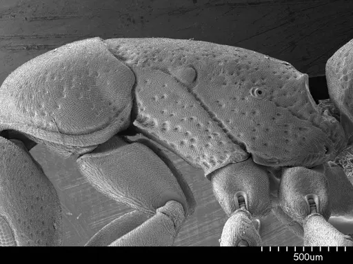 Platythyrea punctata specimen