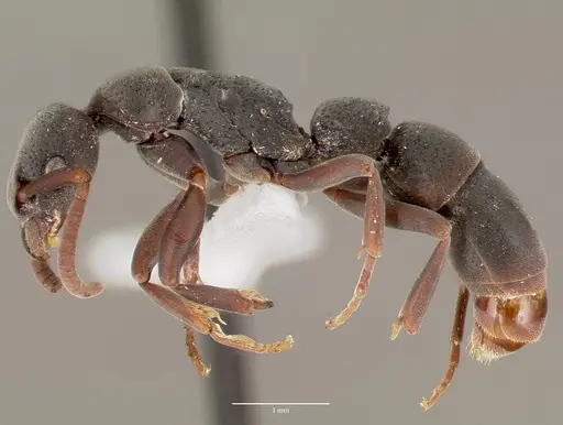 Platythyrea punctata - CASENT0003323