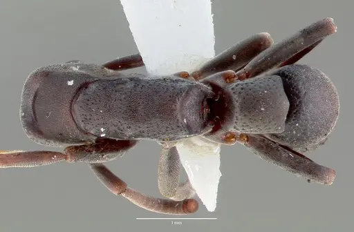 Platythyrea punctata - CASENT0006088