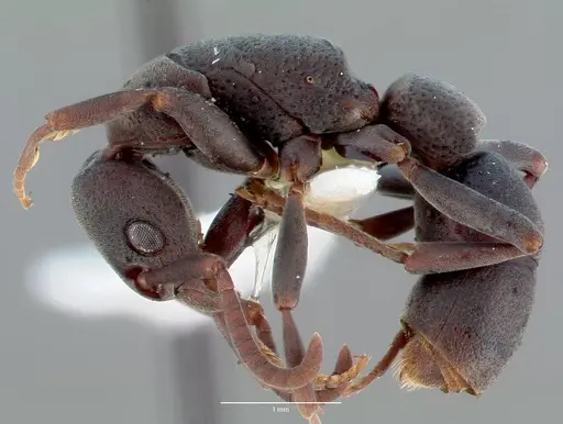 Platythyrea punctata - CASENT0006088