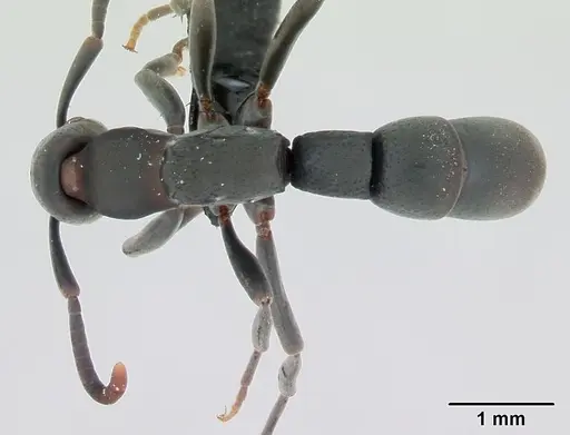 Platythyrea punctata - CASENT0006819