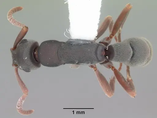 Platythyrea punctata - CASENT0103910