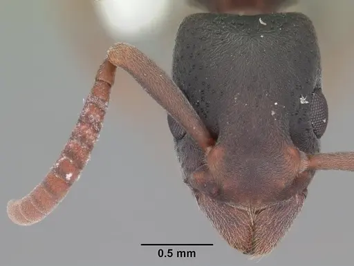 Platythyrea punctata - CASENT0103910