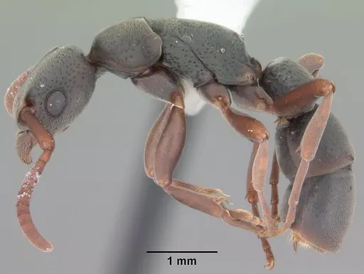 Platythyrea punctata - CASENT0103910