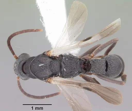 Platythyrea punctata - CASENT0104428