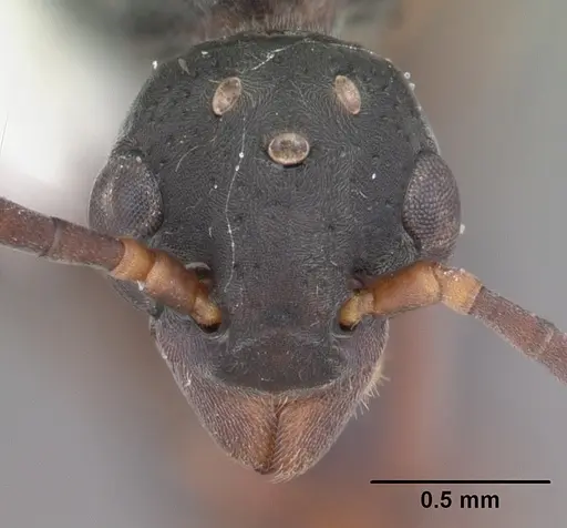 Platythyrea punctata - CASENT0104428