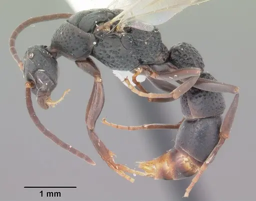 Platythyrea punctata - CASENT0104428