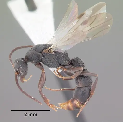 Platythyrea punctata - CASENT0104428