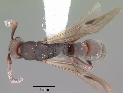 Platythyrea punctata - CASENT0104429