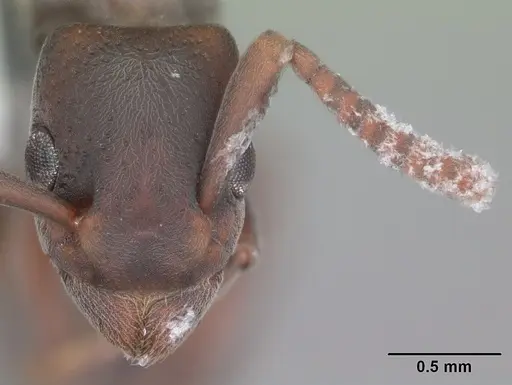 Platythyrea punctata - CASENT0104429