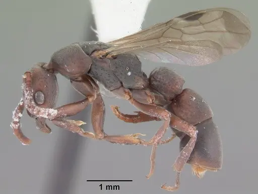 Platythyrea punctata - CASENT0104429