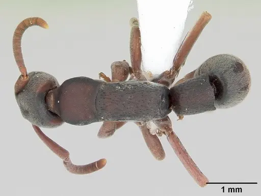 Platythyrea punctata - CASENT0104740