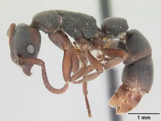 Platythyrea punctata - CASENT0104740