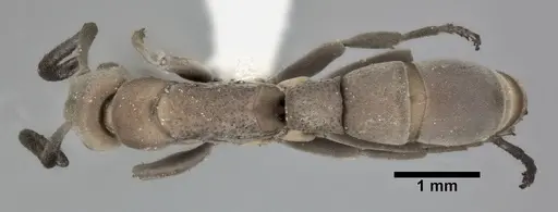 Platythyrea punctata - CASENT0246698