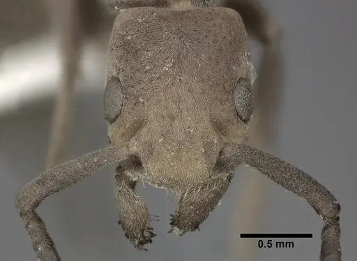 Platythyrea punctata - CASENT0246698