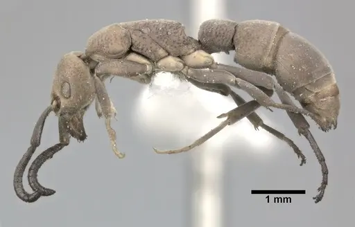 Platythyrea punctata - CASENT0246698