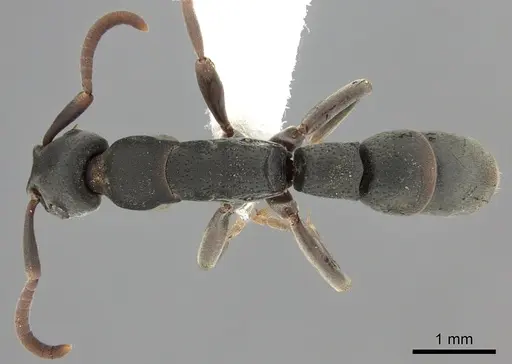 Platythyrea punctata - CASENT0260482