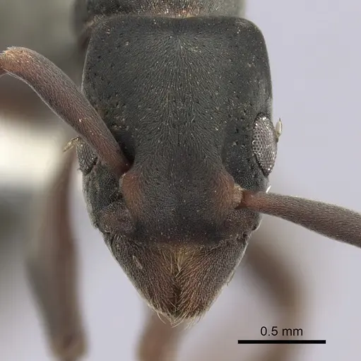 Platythyrea punctata - CASENT0260482