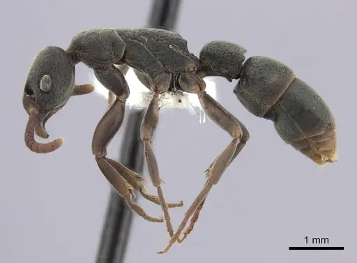 Platythyrea punctata - CASENT0260482