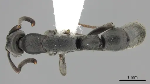 Platythyrea punctata - CASENT0260483