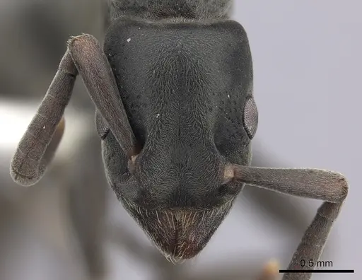 Platythyrea punctata - CASENT0260483