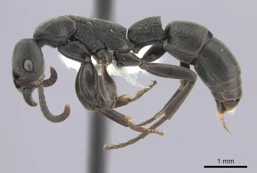 Platythyrea punctata - CASENT0260483