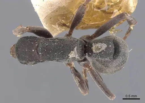 Platythyrea punctata - CASENT0907127