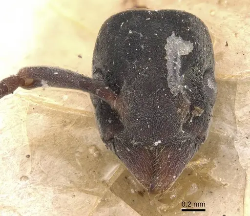 Platythyrea punctata - CASENT0907127