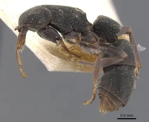 Platythyrea punctata - CASENT0907127