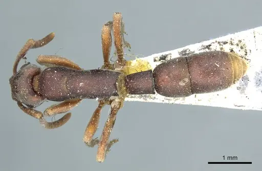 Platythyrea punctata - CASENT0915905