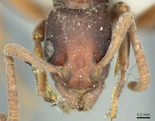 Platythyrea punctata - CASENT0915905