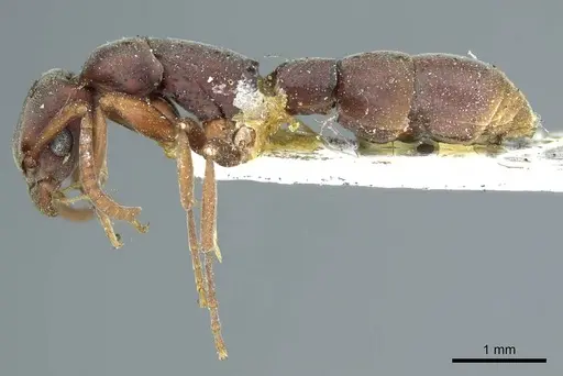 Platythyrea punctata - CASENT0915905